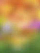 Flower Fairies