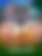 Sheep Gone Wild