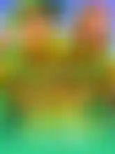 Clover Gold™