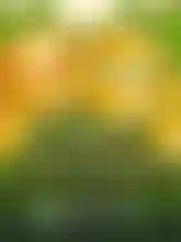 Mega Monkeys