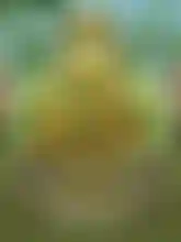 Royal Potato 2